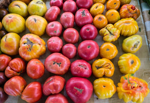 Tomato - Cherokee Purple [INDETERMINATE].