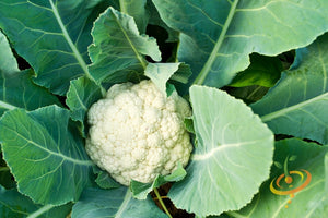 Cauliflower - All Year Round.