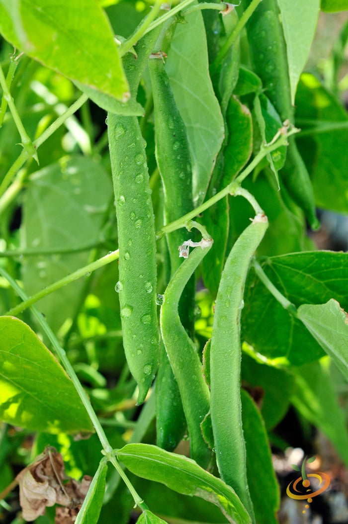 Bean (Bush) - Romano.