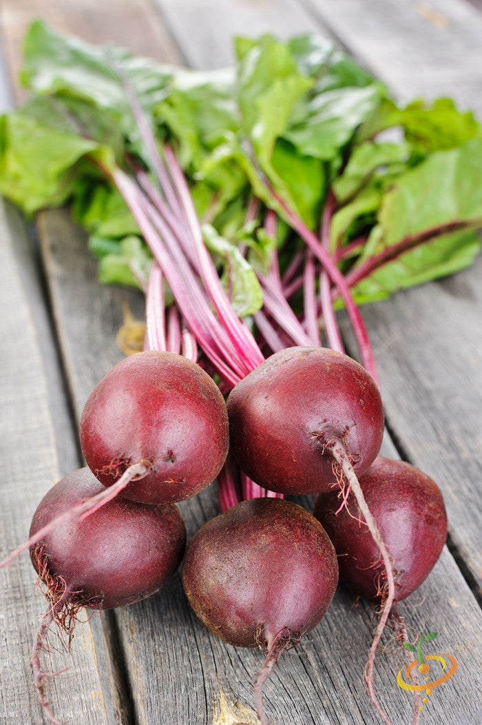 Beet - Early Wonder.