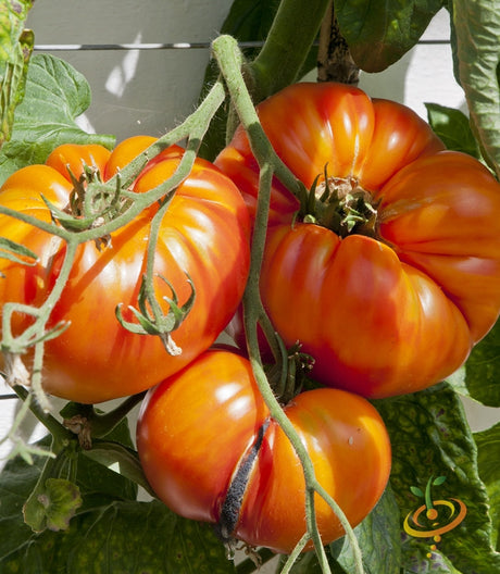 Ripe Ponderosa Red Beefsteak tomatoes on vine with green leaves