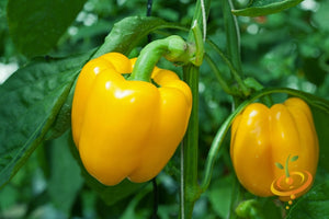 Pepper - Sun Bright Yellow.