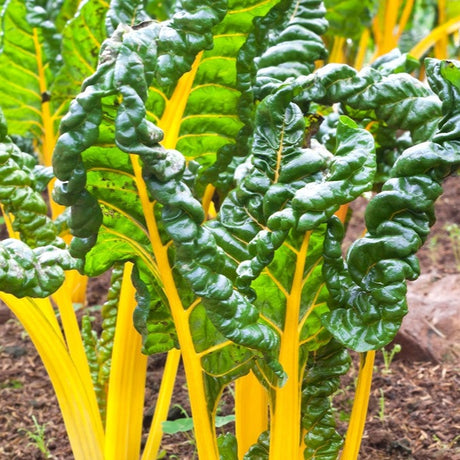 Swiss Chard - Orange - SeedsNow.com