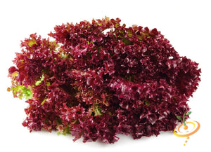 Lettuce - Salad Bowl, Red.