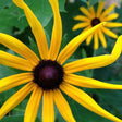 Shop the All-Perennial Wildflowers Scatter Garden Seed Mix online from the USA. Enjoy a variety of 16 perennial flower varieties for multiple years in your garden.