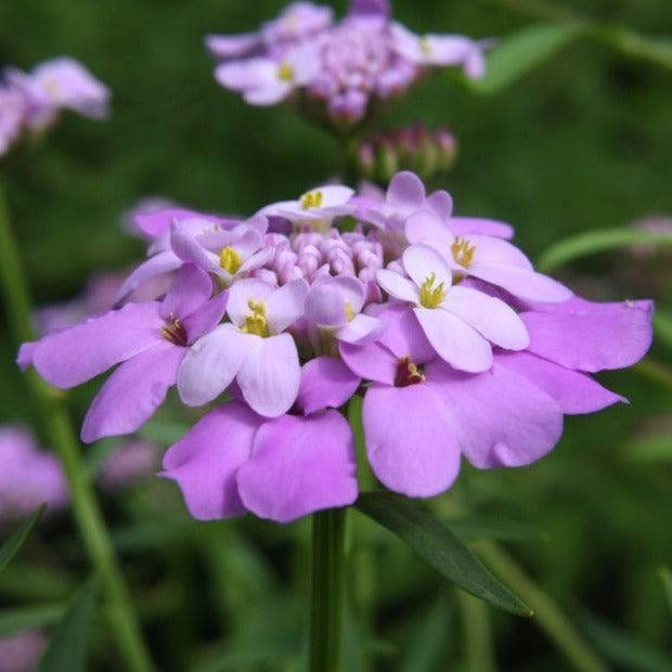 Flowers - Candytuft, Fairy Dwarf Mix - SeedsNow.com