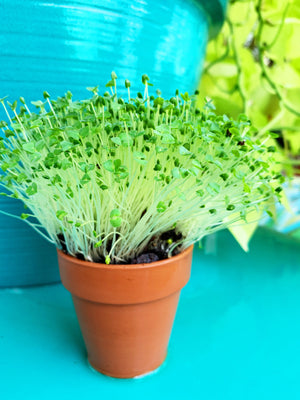 Sprouts/Microgreens - Chia - SeedsNow.com