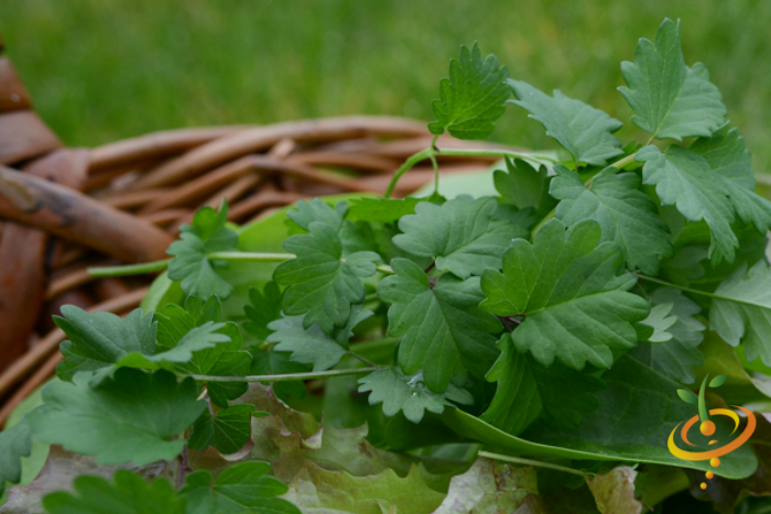 Chervil (French Parsley).