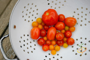 Tomato - Cherry, Red (Small) [INDETERMINATE].