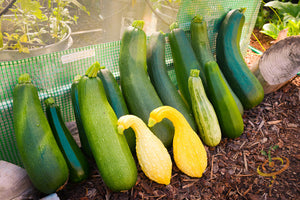 Squash (Summer) - Crookneck, Yellow Early Summer.