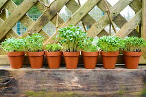 All-in-One Sprouts/Microgreens Variety Pack - SeedsNow.com