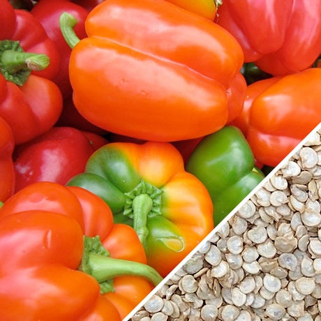 California Wonder sweet pepper seeds from SeedsNow, close-up of vibrant green pepper plant with ripe peppers.