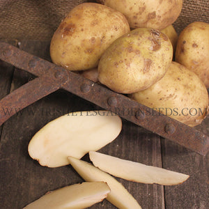 Organic Kennebec potato seed, mid-season variety, showing round, smooth potato with light brown skin and firm flesh.