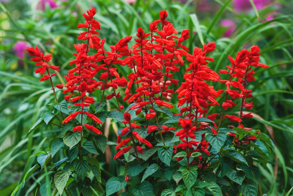 Flowers - Scarlet Sage - SeedsNow.com