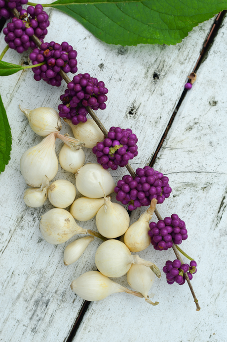 White Ebenezer onion sets from SeedsNow-Bulb-Onion, showing healthy, white onion bulbs ready for planting.