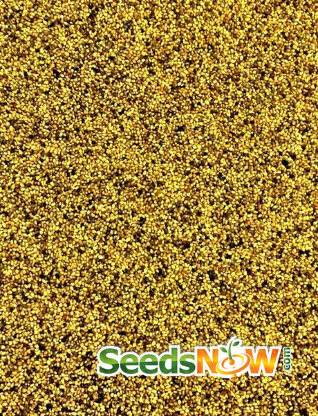 Close-up of organic clover red crimson seeds for sprouts and microgreens cultivation