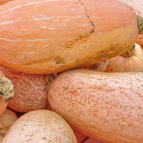 Pink Banana Winter Squash with Jumbo Seeds from SeedsNow, showing the ripe pink-skinned squash with jumbo seed details.