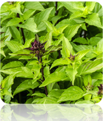 Basil - Thai.