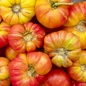 Indeterminate Big Rainbow tomato plant with vibrant multicolored ripe tomatoes, seed packet from SeedsNow.