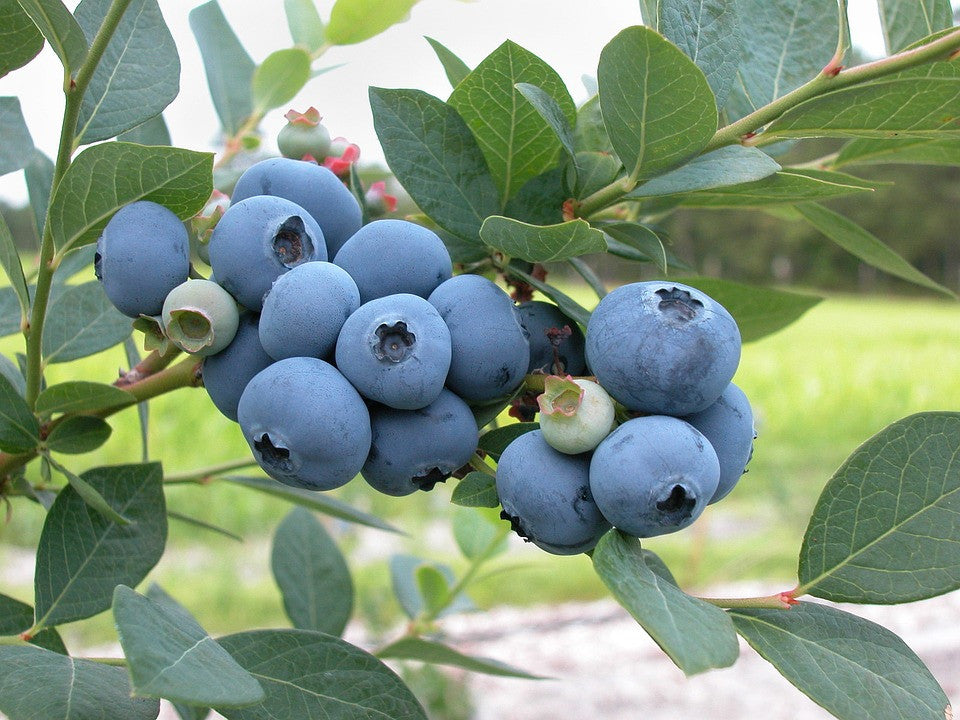 Blueberry, Highbush - SeedsNow.com