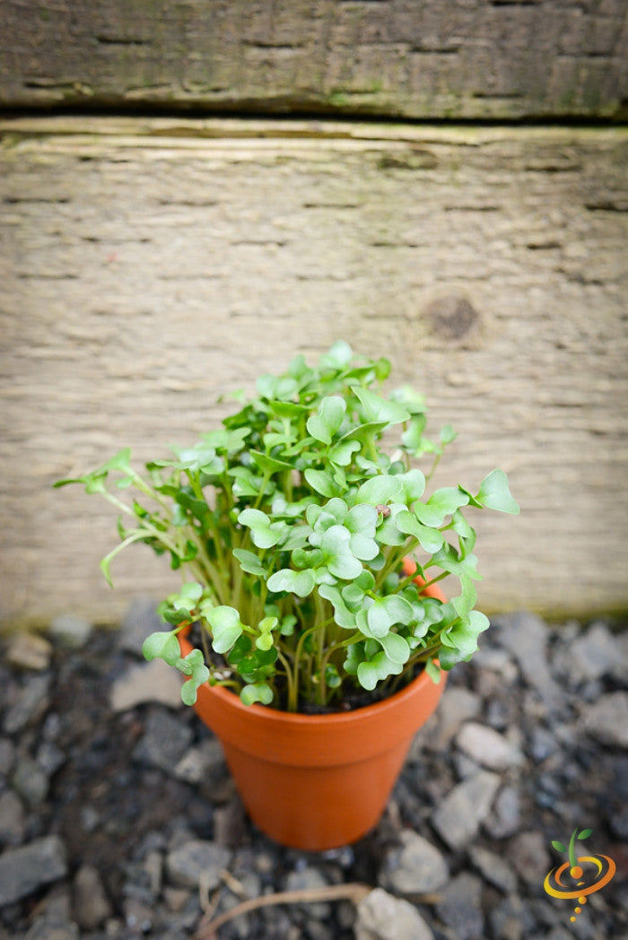 Sprouts/Microgreens - Broccoli - SeedsNow.com