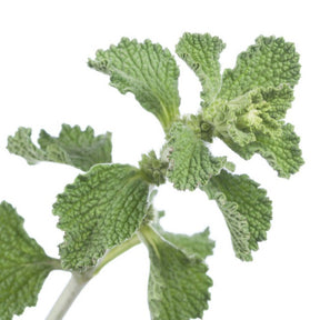 Horehound Seeds from SeedsNow, close-up of small brown seeds for herbal gardening and planting.