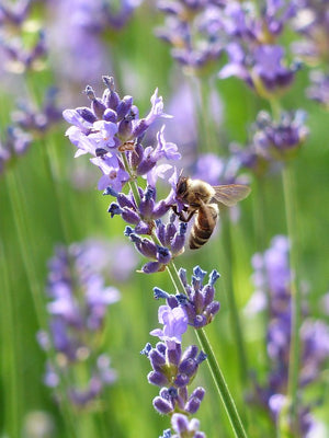 All-in-One SAVE THE BEES! Garden Variety Pack - SeedsNow.com