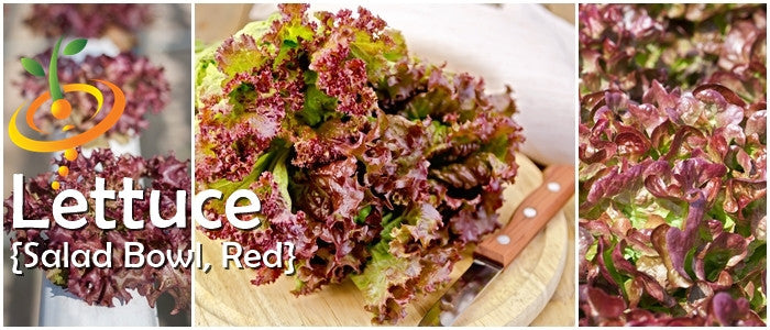 Lettuce - Salad Bowl, Red.