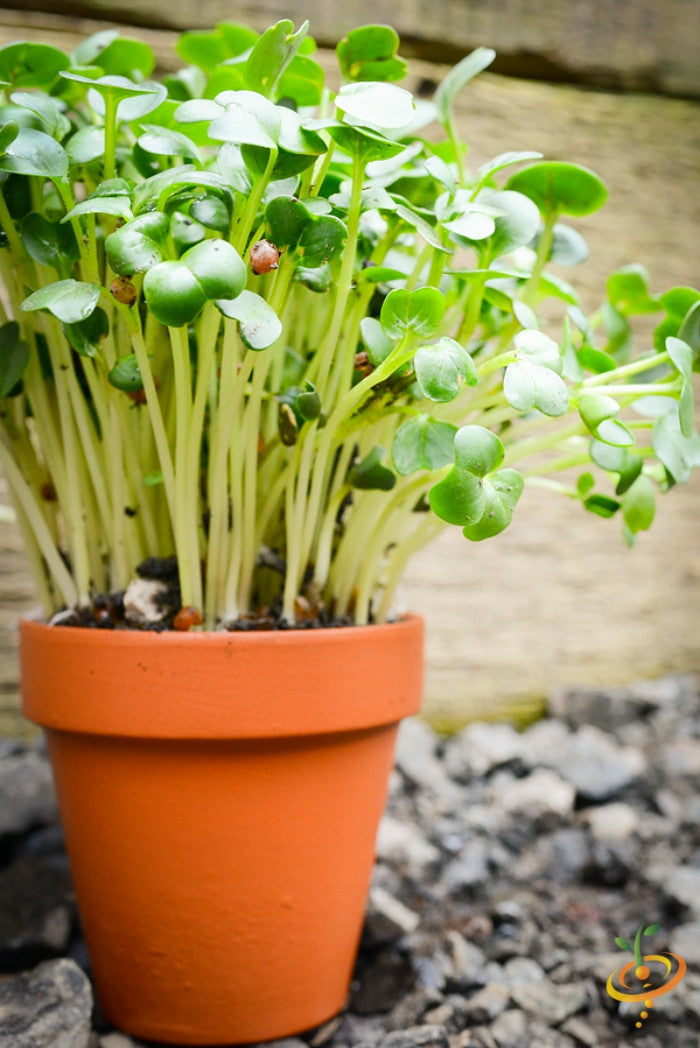 Sprouts/Microgreens - Radish, Classic.