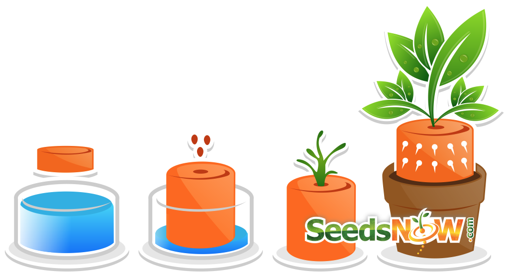 Seed starter kit process with soil pod, seed planting, sprout, and plant growth illustration