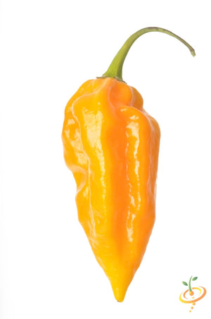 Pepper (Hot) - Devil's Tongue, Yellow 🔥🔥🔥🔥🔥 - SeedsNow.com