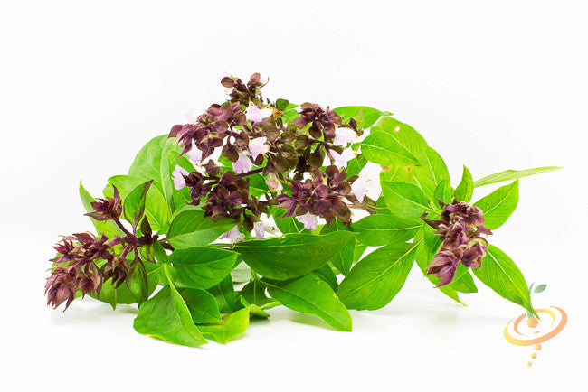 Basil - Thai.