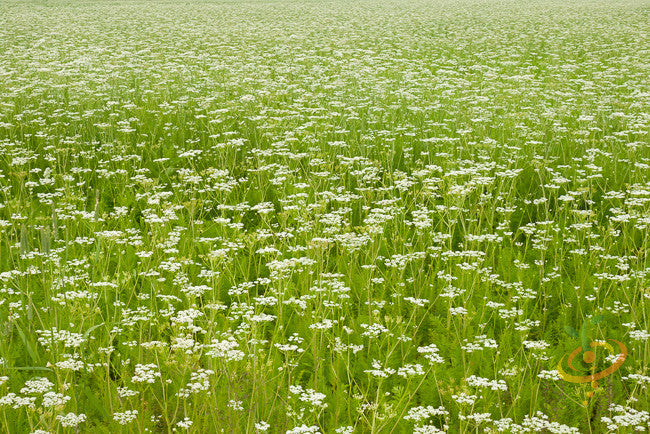 Caraway.