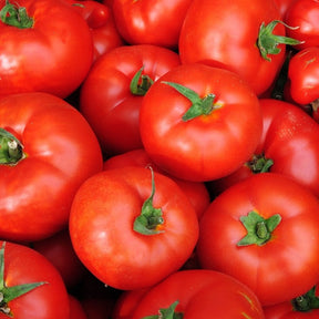 Close-up of ripe, red Caribe tomatoes with green stems, perfect for Southern gardens and container growing