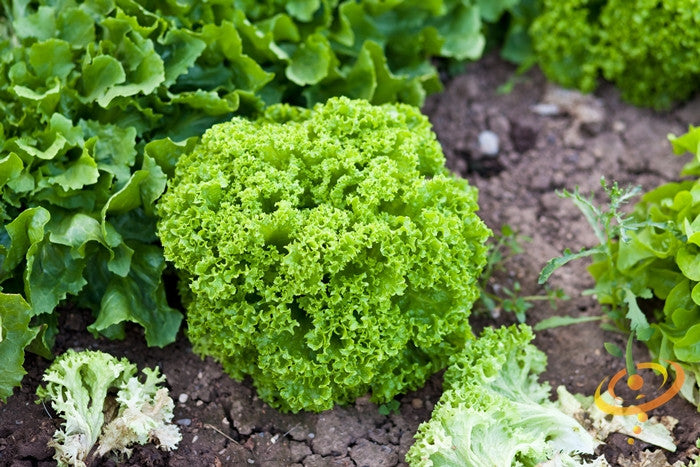 Lettuce - Lollo Bionda.