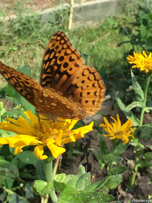 Wildflowers - Hummingbird & Butterfly Scatter Garden Seed Mix - SeedsNow.com