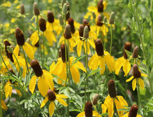 Flowers - Coneflower, Yellow Prairie (Mexican Hat) - SeedsNow.com